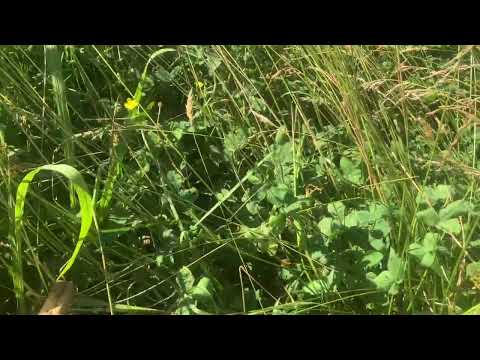 Видео: Результаты трёх лет неселективного выпаса уже доступны! Что вы думаете?