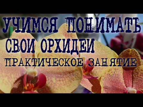 Видео: КАК ПОНЯТЬ ОРХИДЕИ? ПОЧЕМУ ОРХИДЕЯ СКРУЧИВАЕТ ЛИСТЬЯ? ПРАКТИКА НА примере PHAL ПУЛЬСАЦИЯ PULSATION!