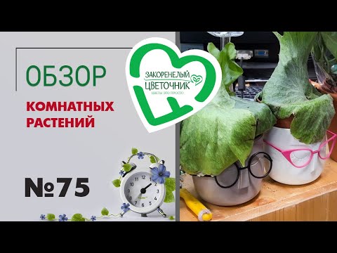 Видео: #75 Обзор ПРАЗДНИЧНОЙ поставки комнатных растений | От простого каланхоэ до экзотика и редкости