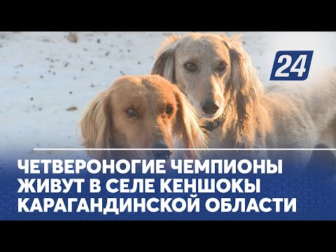 Видео: Четвероногие чемпионы живут в селе Кеншокы Карагандинской области