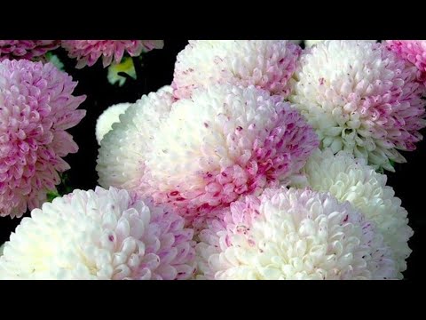 Видео: 🌺Черенкование хризантемы.🌺Осень,зима ,весна.🌺