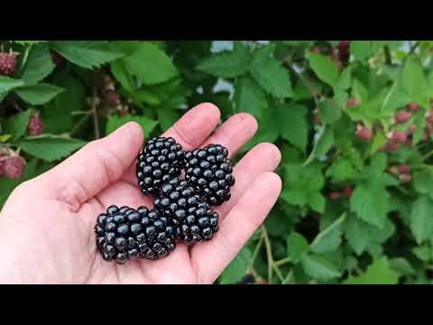 Видео: Ежевика Лох Тей в Омске! Снова удивил! Урожай 2021.