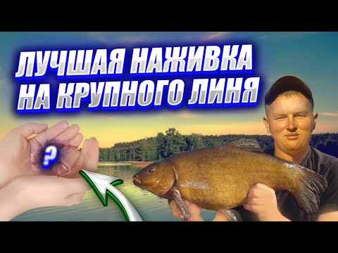 Видео: ЛУЧШАЯ НАЖИВКА ДЛЯ ТРОФЕЙНОГО ЛИНЯ РАБОТАЕТ ВСЕГДА! ЛИНЬ НА ВЫПОЛЗКА. КАК ЛОВИТЬ ЛИНЯ 2025