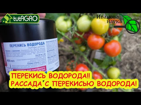 Видео: ПЕРЕКИСЬ ВОДОРОДА!! РАССАДА С ПЕРЕКИСЬЮ ВОДОРОДА! Только так перекись водорода поможет рассаде.