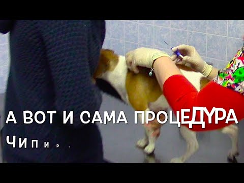 Видео: Сколько стоит чипирование собаки и животных? Клиника Бемби Москва. Как чипируют собак?