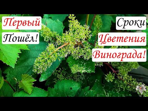 Видео: Первый ПОШЁЛ!!! Как ОПРЕДЕЛИТЬ Начало ЦВЕТЕНИЯ ВИНОГРАДА