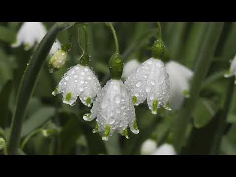 Видео: ЯТИМ (Повест)-Қисми 5