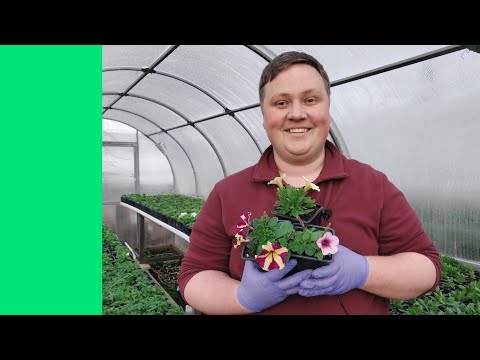 Видео: ПЕТУНИЯ-ПОДКОРМКА ПО ЛИСТУ