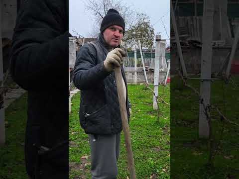 Видео: ПОСАДКА ВИНОГРАДА ленивым способом. Обзор. Хитрости. Обрезка.