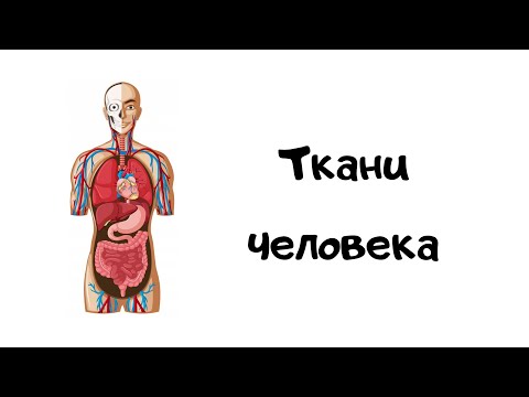 Видео: Ткани человека. Эпителиальная, соединительная, мышечная, нервная