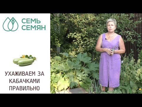 Видео: ЛЕТНИЙ УХОД ЗА КАБАЧКАМИ! ОСНОВНЫЕ МЕРОПРИЯТИЯ!