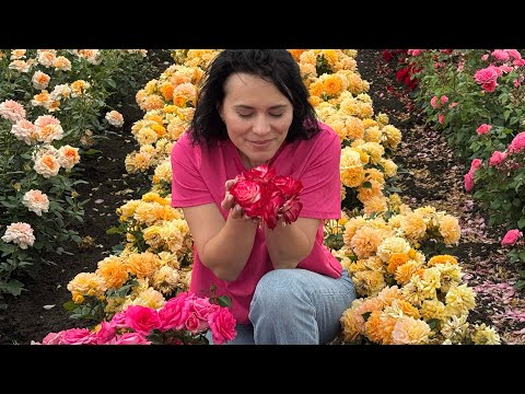 Видео: Плантации роз в цвету,питомник maryroses.ru