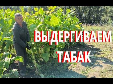Видео: Уборка ТАБАКА продолжается. ЛИСТ собран, убираем стебли. Наша жизнь в деревне.