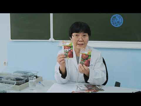 Видео: Как правильно посадить землянику и клубнику в условиях Якутии