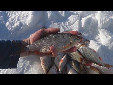 Видео: Аргази в феврале. Первый раз в 17 курье) Крупный чебак!!! Подводная съемка (судак, окунь, чебак).
