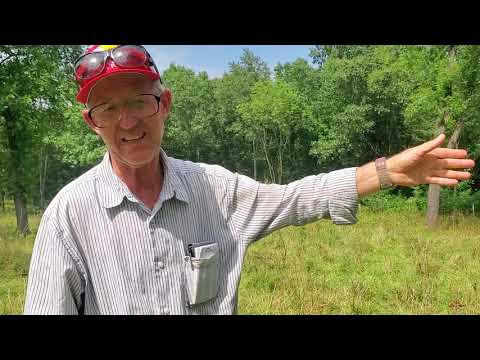 Видео: Овцы процветают на лесопастбищах!