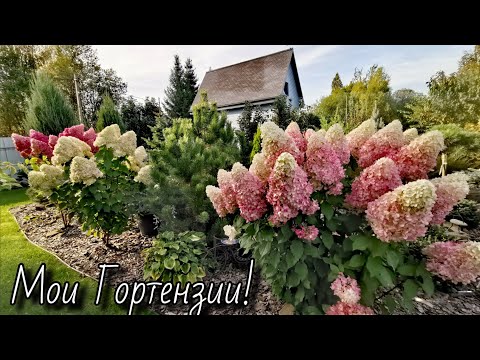 Видео: ГОРТЕНЗИИ в саду! Рассказ дилетанта😂21.09.2025г #гортензии #garden #обзор #сад 
