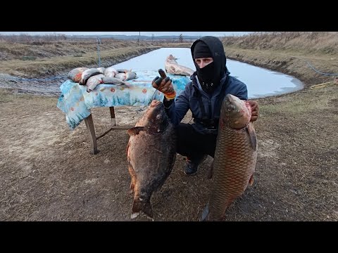 Видео: Трофейный карп 26 кг и белый амур холодного копчения и немного щуки....