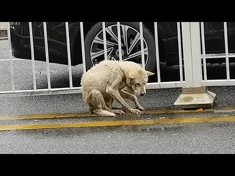 Видео: Не смог спасти бездомную собаку в аварии. Погружаясь в горе, появилась другая "идентичная" собака