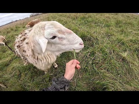Видео: Работаем с мамой ! Кормушка под сено ! ХУТОР В ЛЕСУ №870