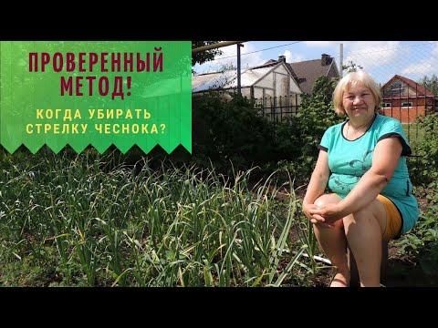Видео: ПРОВЕРЕННЫЙ МЕТОД! Когда убирать стрелку Чеснока?