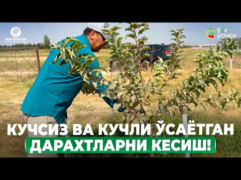 Видео: ЛИДЕРГА РАҚОБАТЧИ ШОХЛАРНИ КЕСИШ КЕРАК! | ШУҲРАТ АБРОРОВ #shuhratabrorov #kesish #olma #shakl