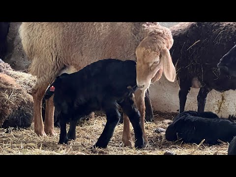 Видео: ЧП на ферме - как мы спасаем ягнят