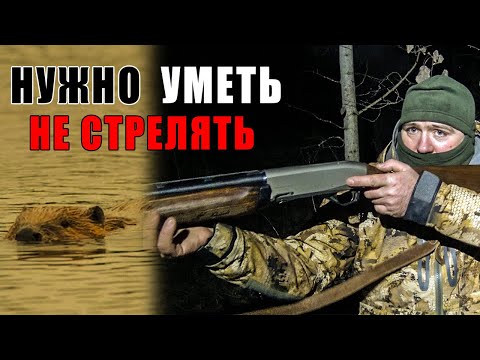 Видео: ПРО ОХОТУ НА БОБРА/ ОТКАЗАЛСЯ СТРЕЛЯТЬ/СЕЗОН ОСЕНЬ ВСЁ