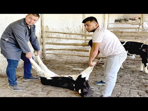 Видео: Бузоклар нега улябди? Бузокларда ич кетишини даволаш йули топилди!!!