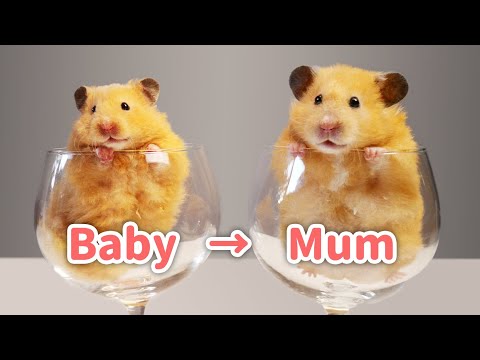 Видео: Цикл жизни - детеныши хомяков в возрасте 0-60 дней | Hamster Babies Growing 0-60 Days