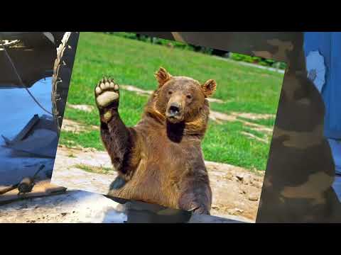 Видео: Трактор по цене мотоблока 38 летняя резина