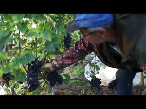 Видео: Виноград от Дмитрия Ляшкевича 2020года