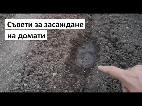 Видео: Съвети за засаждане на домати