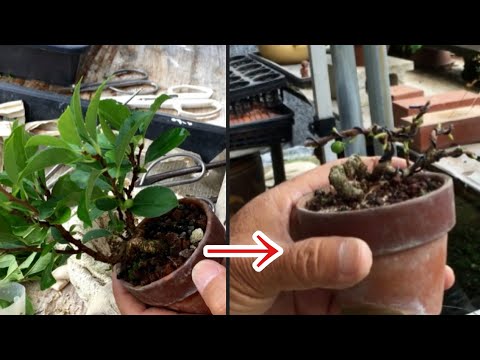 Видео: Удивительно легко! ! Мастер бонсай научит вас, как сделать псевдобонсай из грубой коры, виноградной