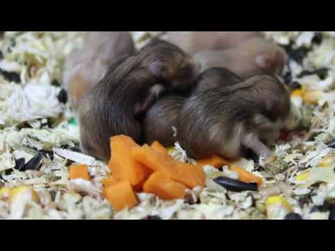 Видео: Мандаринчикам 12 дней. Сами едят.