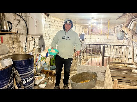 Видео: Сегодня я с помощниками. Стали лучше нестись. 