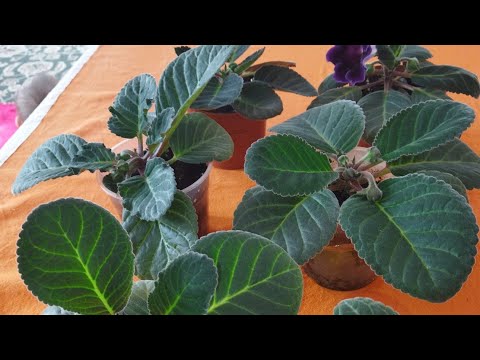 Видео: Как выростить глоксинии из семян. от посева до первых цветов.#глоксинии