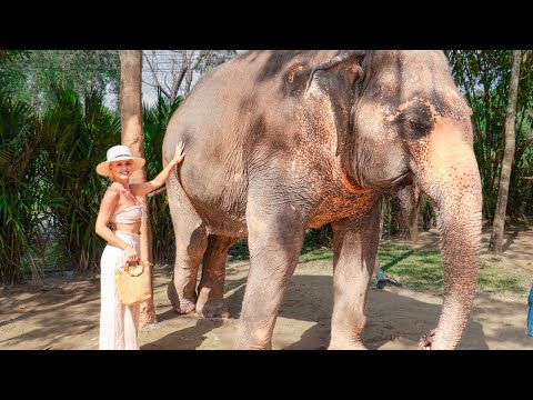 Видео: ГРИЖИХМЕ СЕ ЗА СПАСЕНИ СЛОНОВЕ 🐘| Еп.16