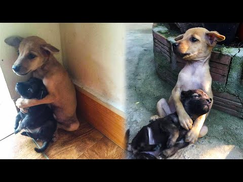 Видео: Щенки сидели на улице, обнявшись друг с другом, и из последних сил надеялись на чудо