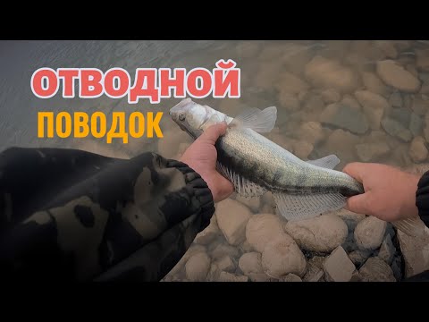 Видео: Ловля судака на отводной поводок! Всё остальное молчит! 🎣🔥