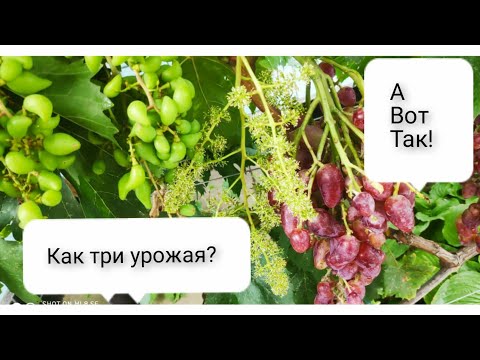 Видео: Дубовский розовый обзор ягод плюсы и минусы формировка