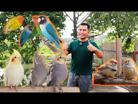 Видео: Уход за птицами на ферме: неразлучники и зяблики быстро размножаются, новости о кореллах и лучшие...