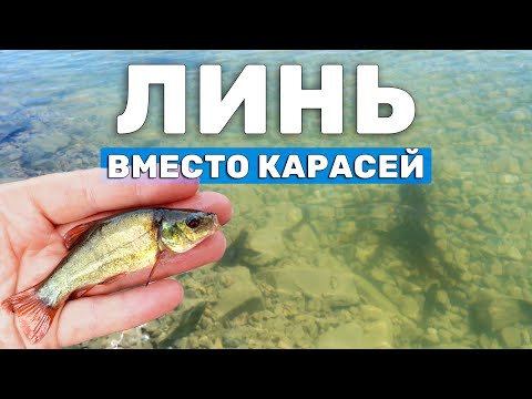 Видео: Какую рыбу запустить в пруд? Линь как замена карася для пруда на участке. Зарыбление пруда мальками