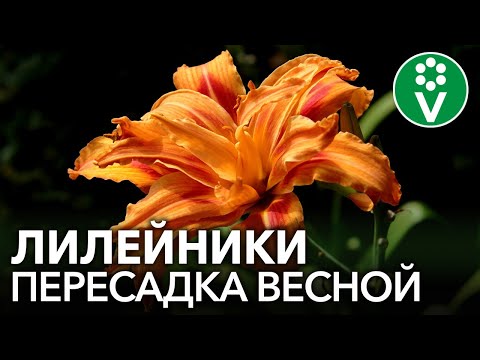 Видео: НЕ ПОДКАРМЛИВАЙТЕ ЛИЛЕЙНИКИ при пересадке! Правила успешного размножения и деления лилейников весной