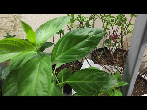 Видео: Мой опыт черенкования метельчатой гортезии в домашних условиях из маточных кустов 🌿🌿