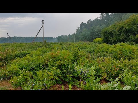 Видео: Как работают принципы пермакультуры Часть 1