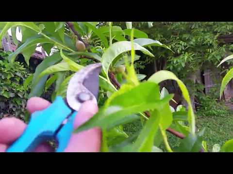 Видео: 50/ Лятна Резитба Праскова Спрингбеле