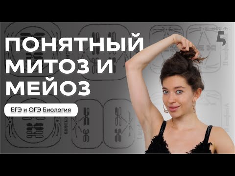 Видео: САМЫЙ ПОНЯТНЫЙ РАЗБОР ТЕМЫ: митоз и мейоз к ОГЭ и ЕГЭ по Биологии