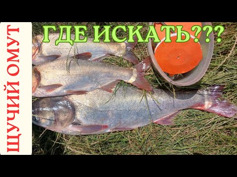 Видео: ЛОВЛЯ ТОЛСТОЛОБИКА ЖОР В ЖАРУ