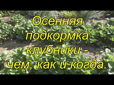 Видео: Подкормите ТАК клубнику в сентябре и будет много крупной ягоды весной!!!